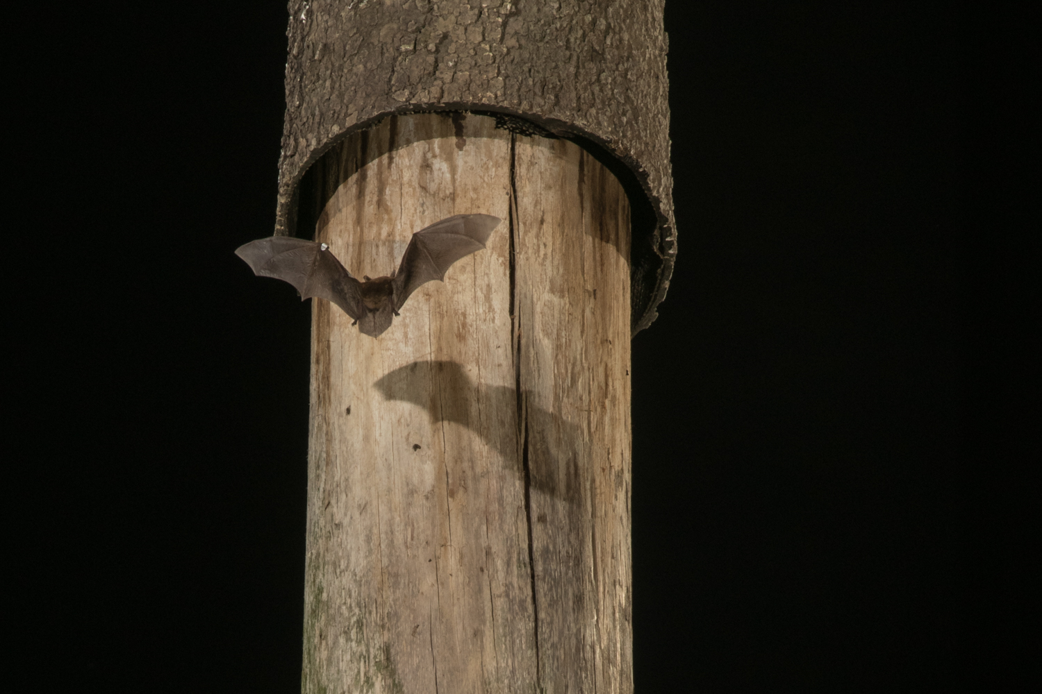 Brandenbark Artificial Bat Roost Nature Preserve